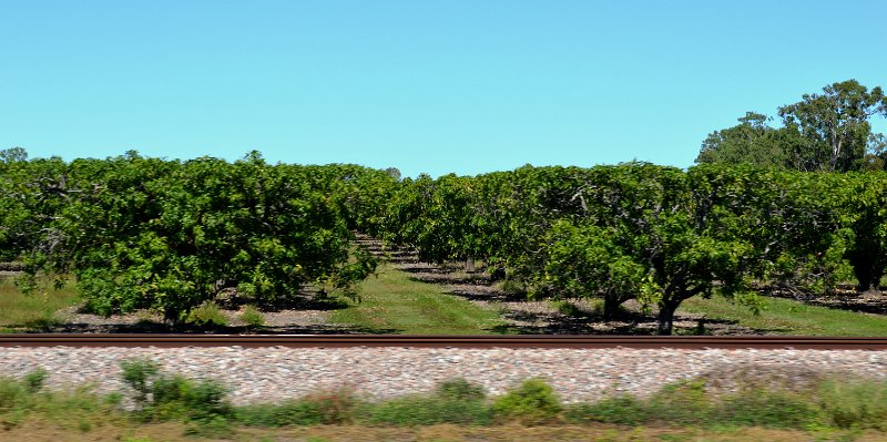 04Bowen (21).JPG - Heading north from Bowen through Mango plantations area to Homehill/Ayr